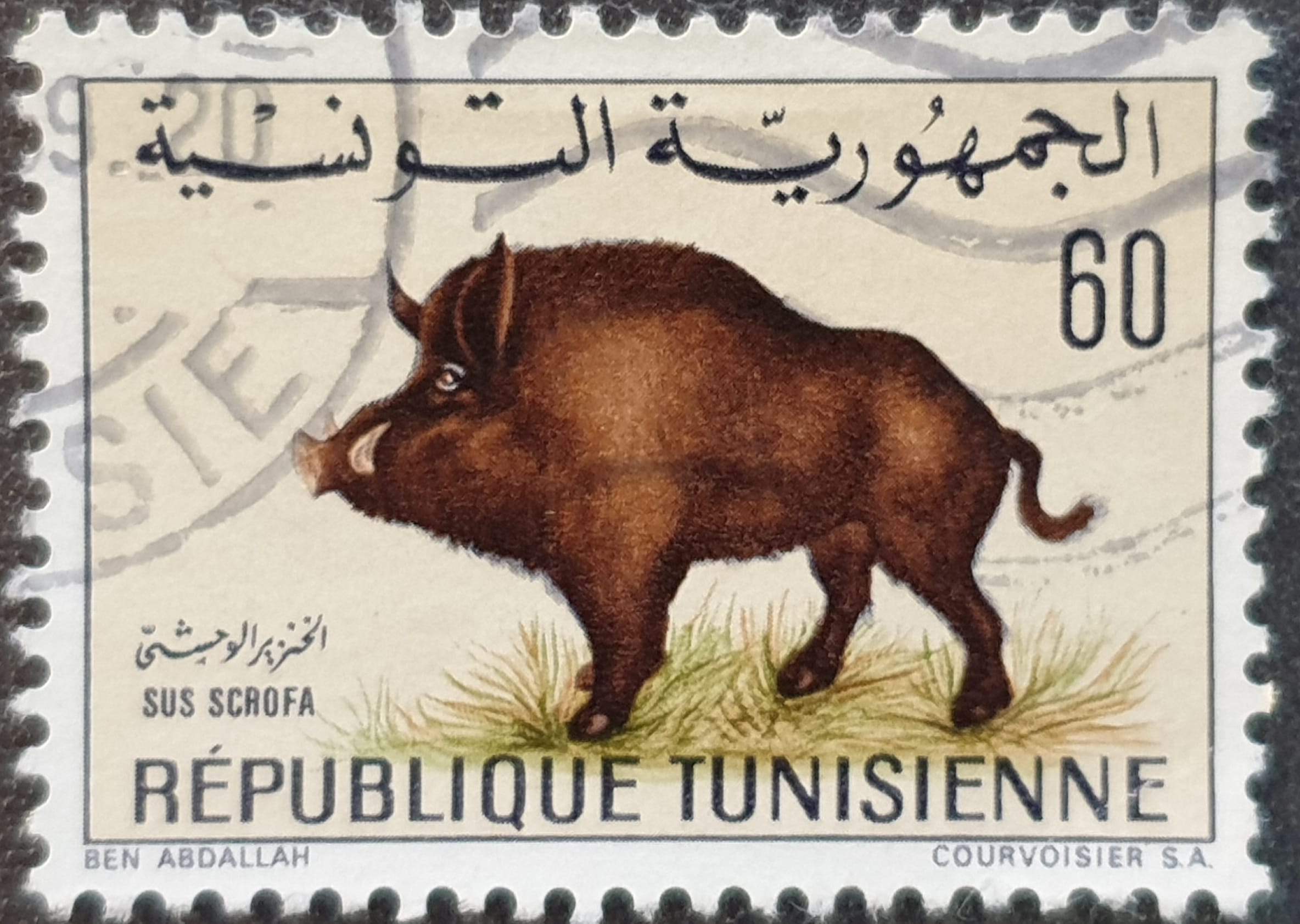 Tunisia 1968 "Fauna" SG685 60m. "Wild Boar" used single stamp
